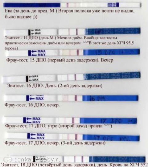 Масло примулы вечерней при беременности: как принимать Ладанник: посадка, уход, зимовка, размножение